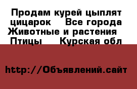 Продам курей цыплят,цицарок. - Все города Животные и растения » Птицы   . Курская обл.